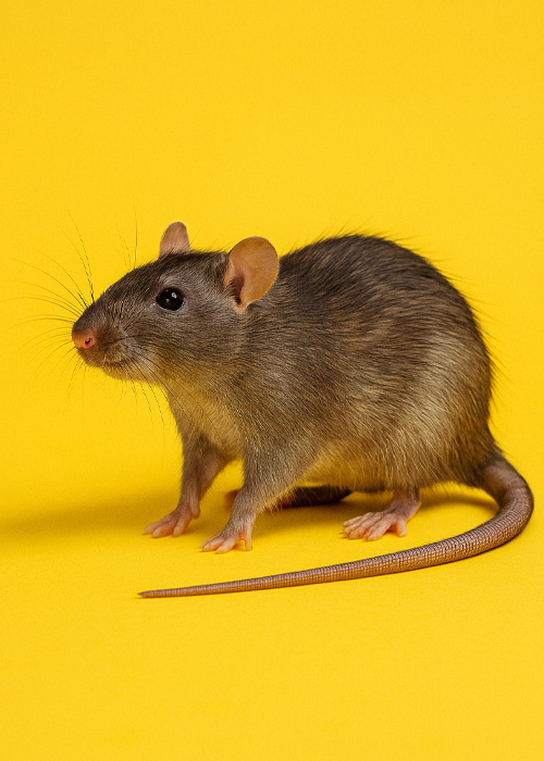rat-deratisation-eure-calvados-seine-et-marne Dératisation à Beuzeville dans l'Eure